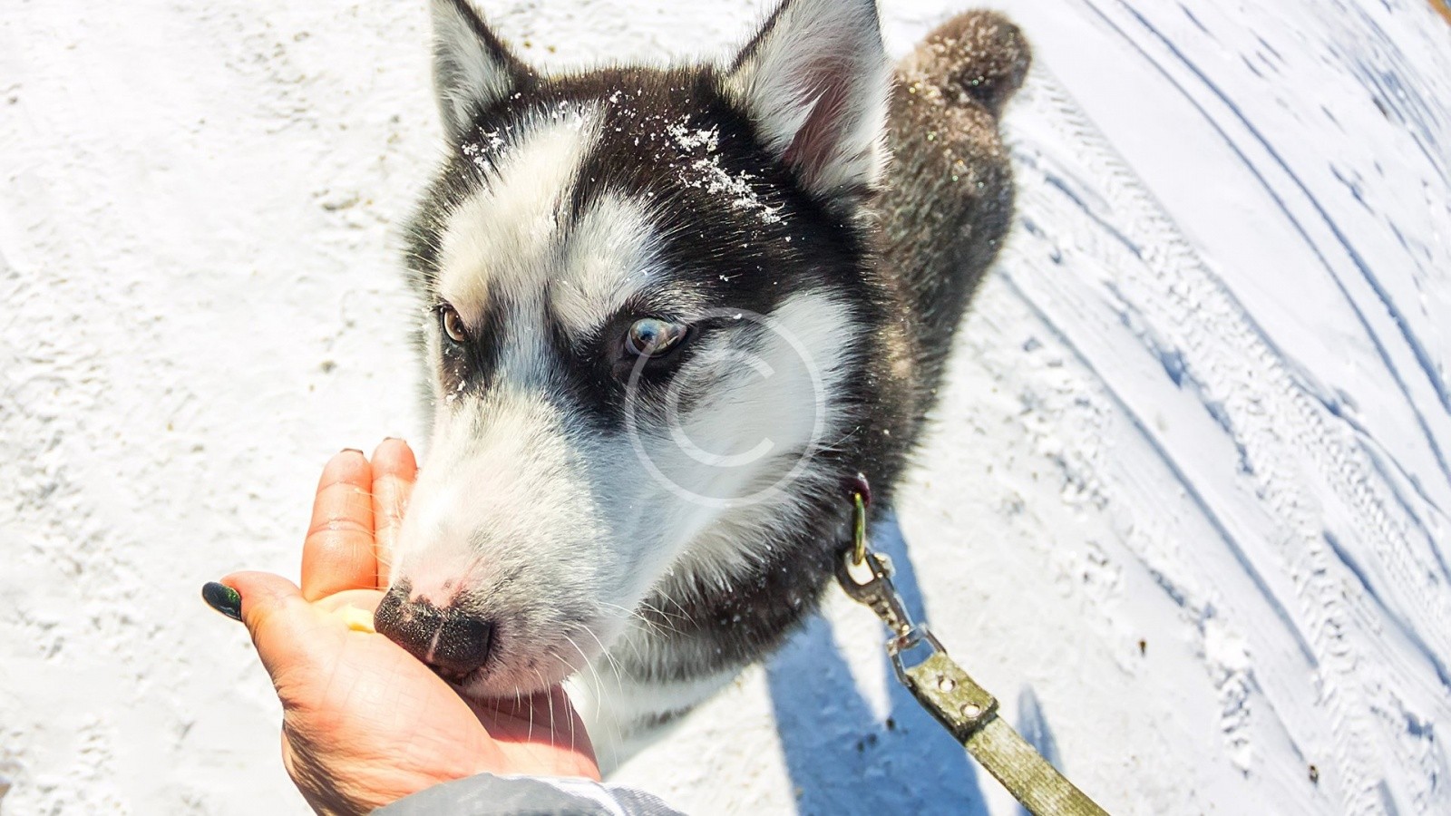 Are Dog Owners Healthier People?