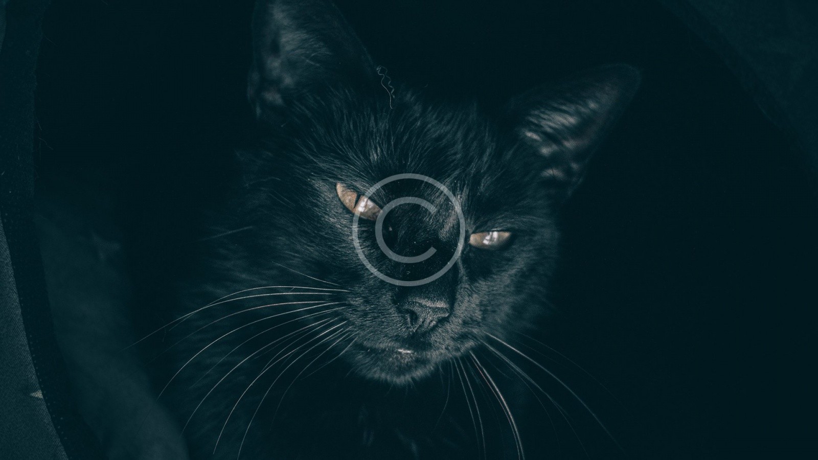 “Black Panther” May Be Helping Black Cats Beat the Adoption Odds “Black Panther” May Be Helping Black Cats Beat the Adoption Odds