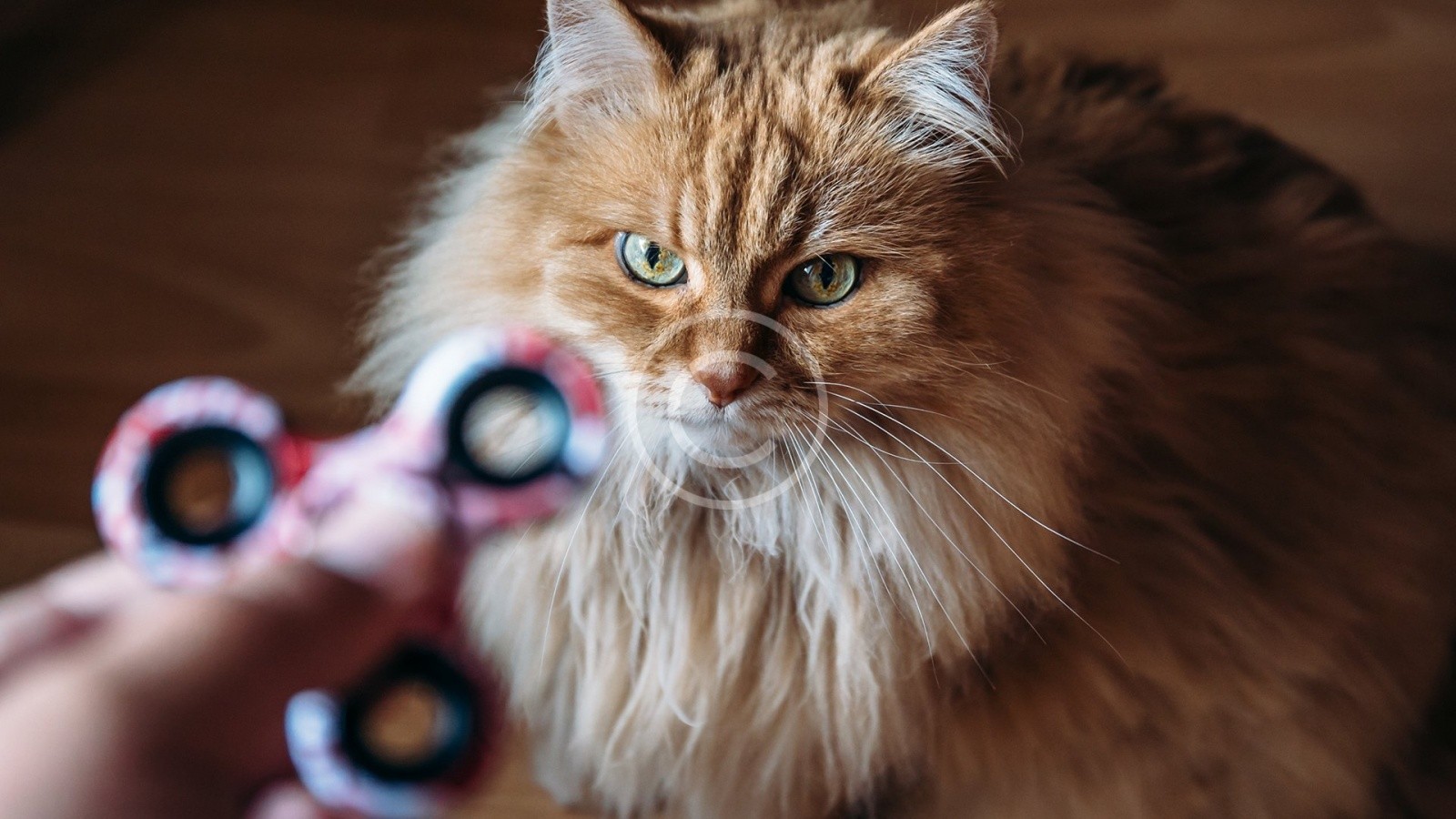Even Cats Hate Fidget Spinners